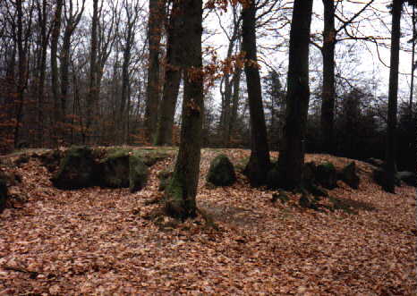 Aus dem Waldboden ragen einige Felsblöcke hervor, teilweise bedeckt mit Blättern...