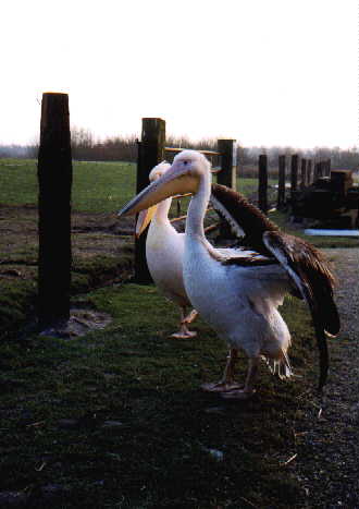 Zwei Pelikane im Vordergrund, einer breitet die Flügel aus, dahinter ein Zaun...